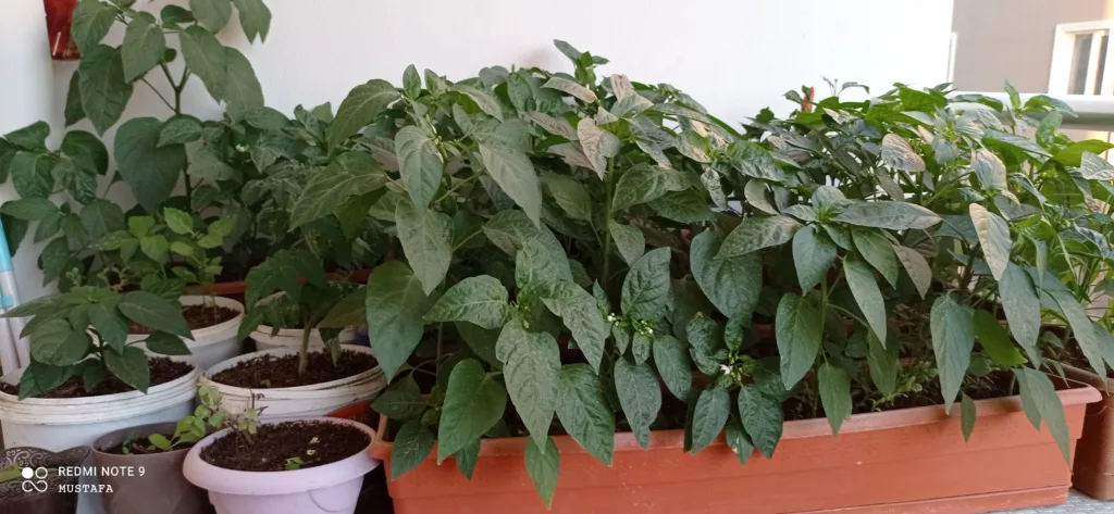 Image #1 from M** Y** B**