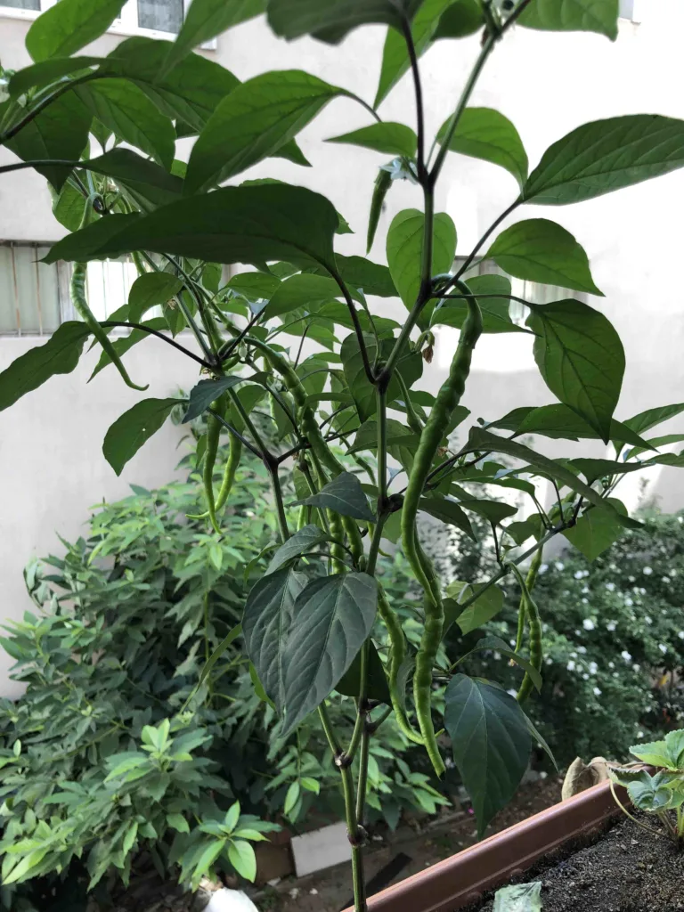 Image #1 from g** t**