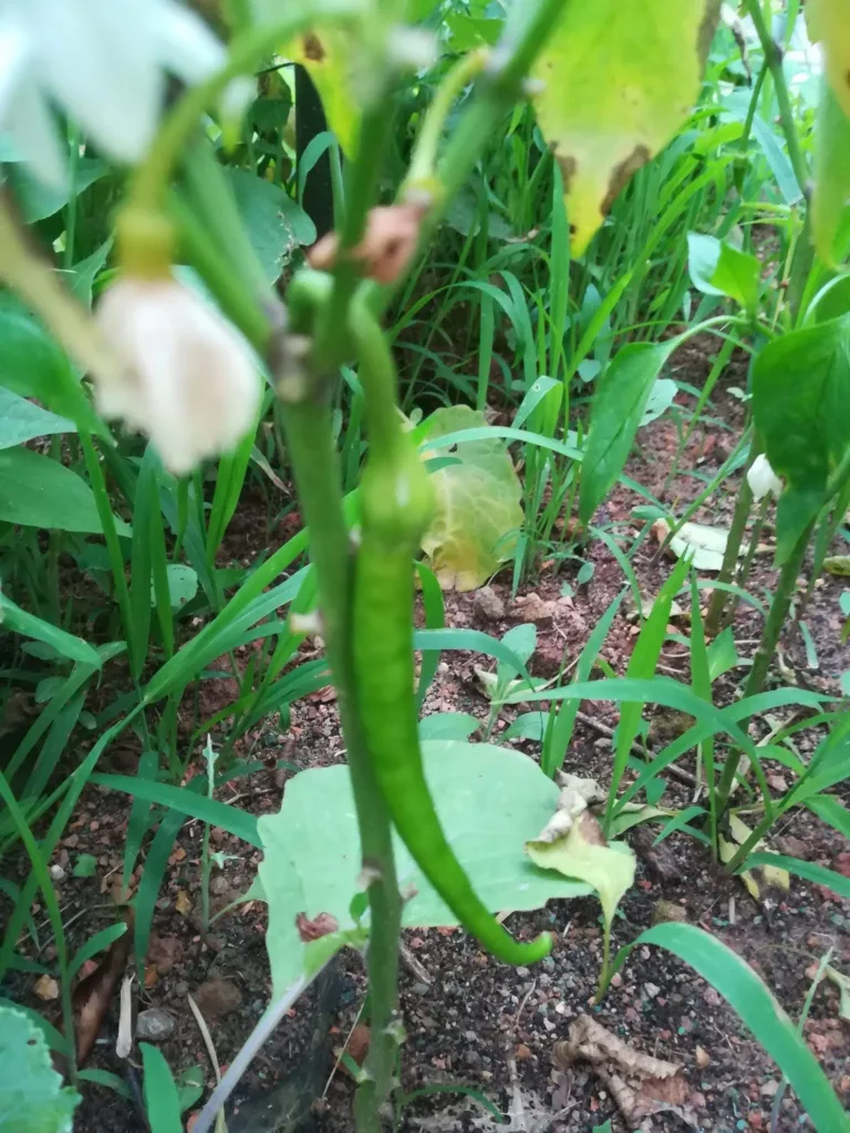 Image #1 from **** ****