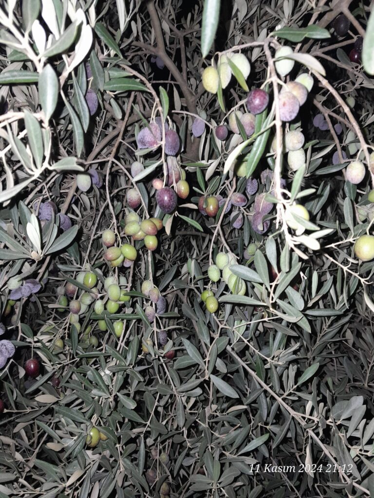 Image #1 from Mustafa K.