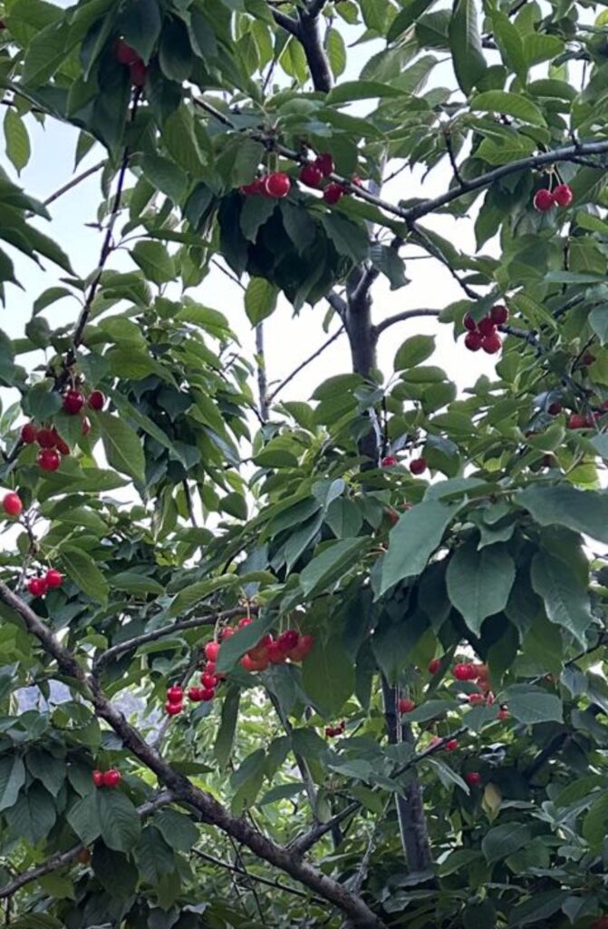 Image #1 from Süleyman Karaman