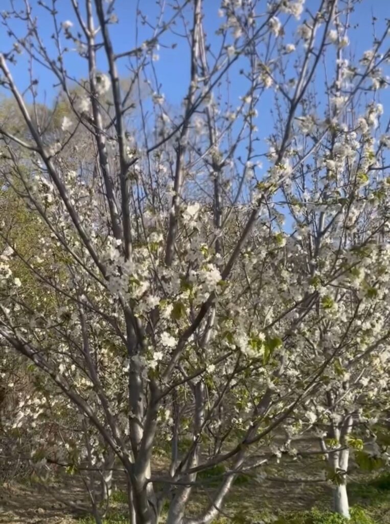 Image #4 from Süleyman Karaman