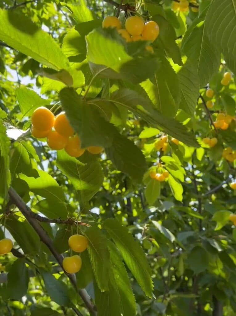 Image #2 from Süleyman Karaman