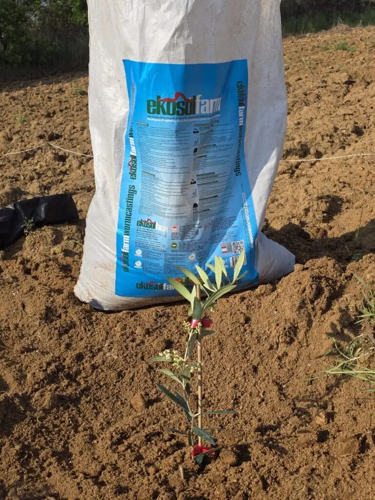 Image #1 from Tuğçe Özeren