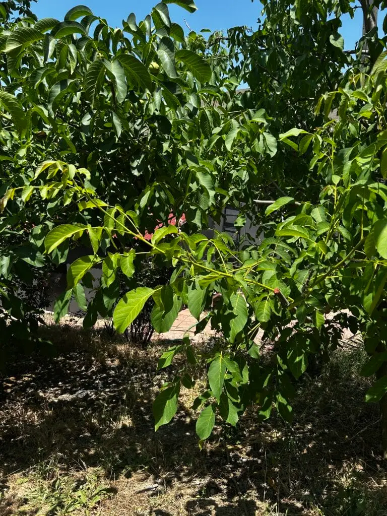 Image #2 from Ipek Yetginer