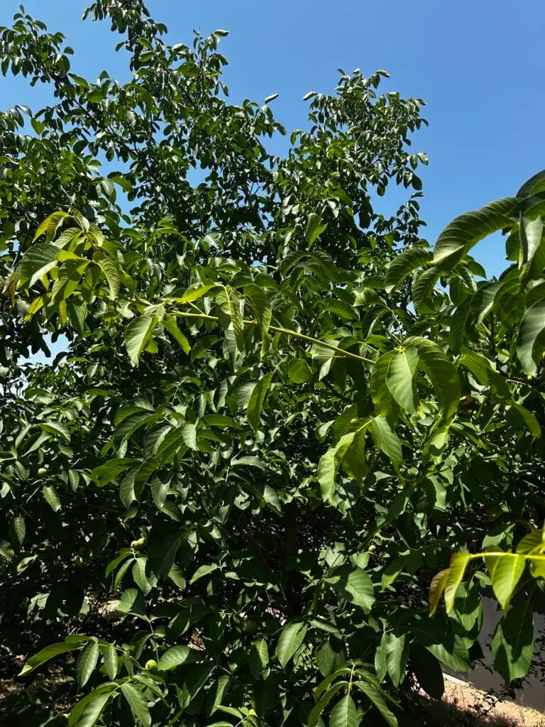 Image #1 from Ipek Yetginer